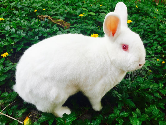 Lavender & Honey: The History Behind Easter's Most Meaningful Scents