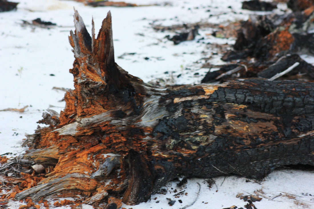 A burnt log with ash and char, warm amber tones, campfire remnants at dusk