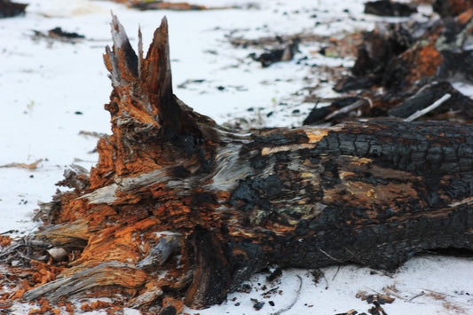 A burnt log with ash and char, warm amber tones, campfire remnants at dusk