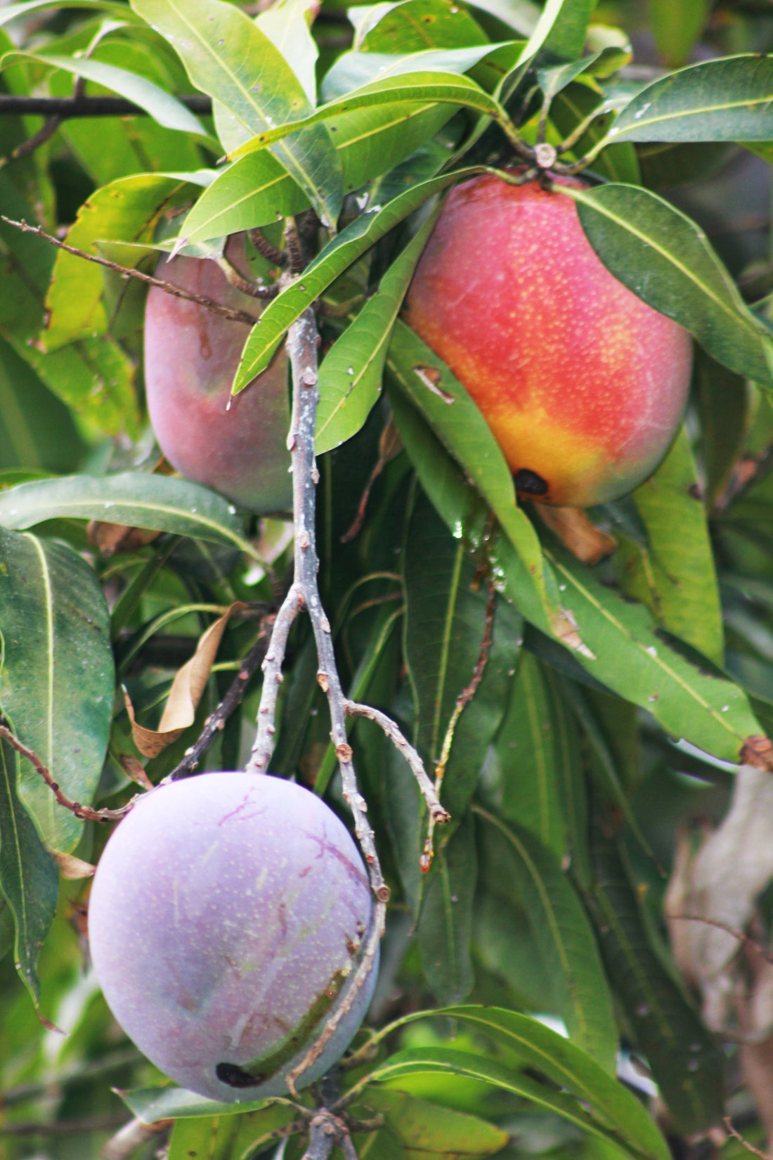 A ripe mango on a sun-warmed branch, representing Florida's agricultural heritage on the Treasure Coast