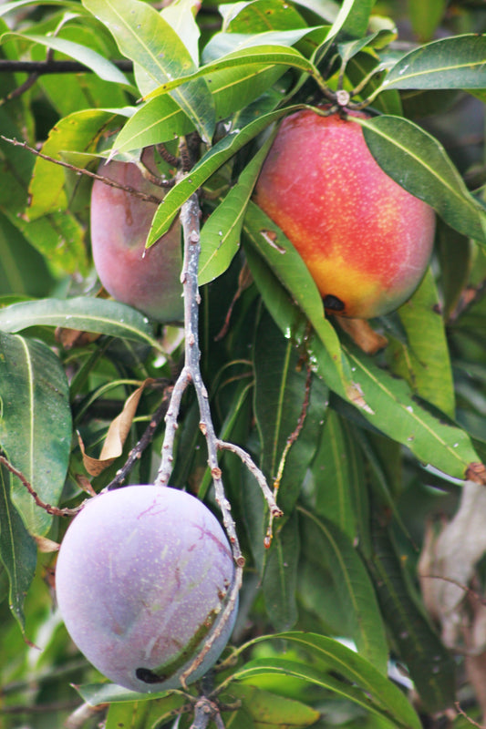 A ripe mango on a sun-warmed branch, representing Florida's agricultural heritage on the Treasure Coast