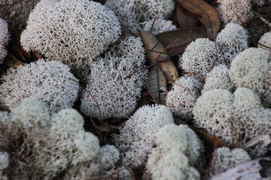 Fall Scents That Transform Your Space