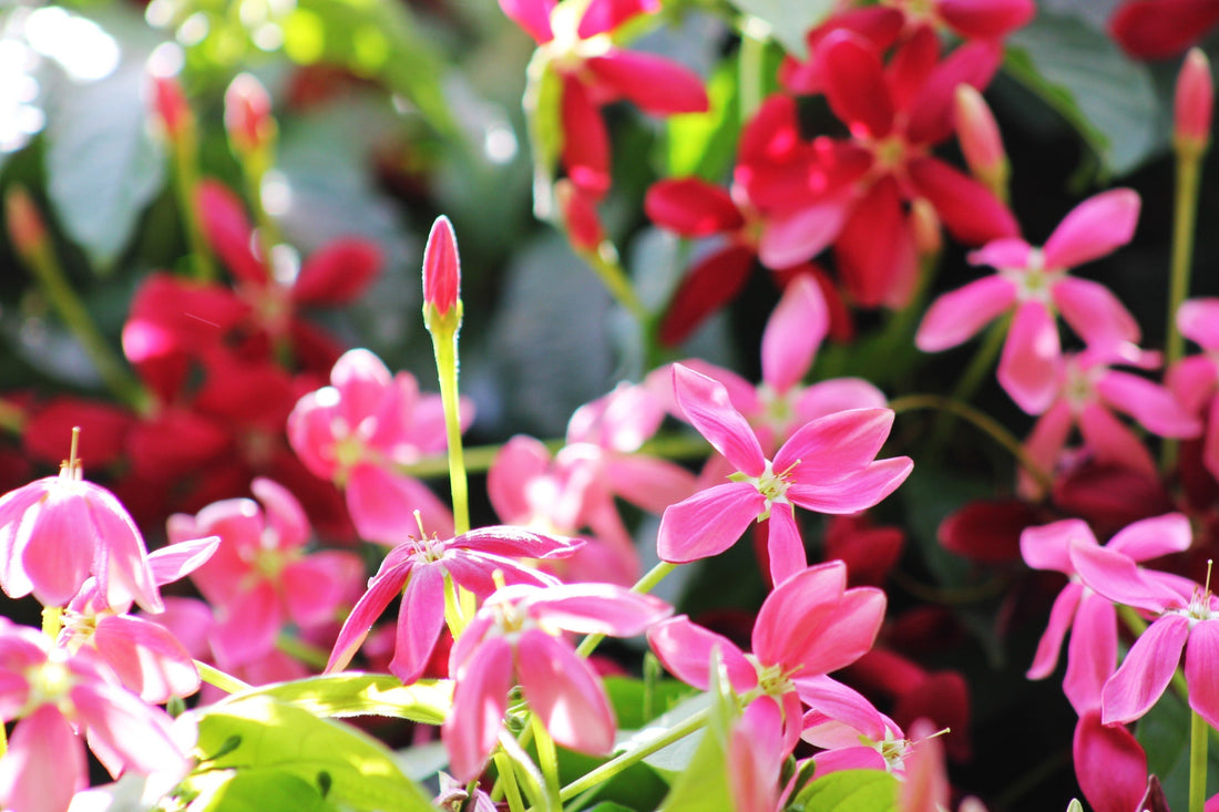 Tropical blooms evoking the lush, resort elegance of Palm Beach, Florida — one of the many faces of the Sunshine State.