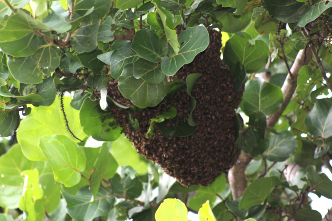 Spring Candles to Refresh Your Home: Floral, Honey & Citrus Scents for the Season