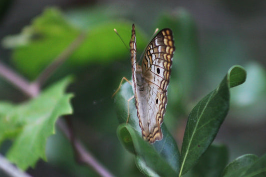 White peacock butterfly resting on Florida wildflowers, symbolizing the delicate ecosystem of the Everglades